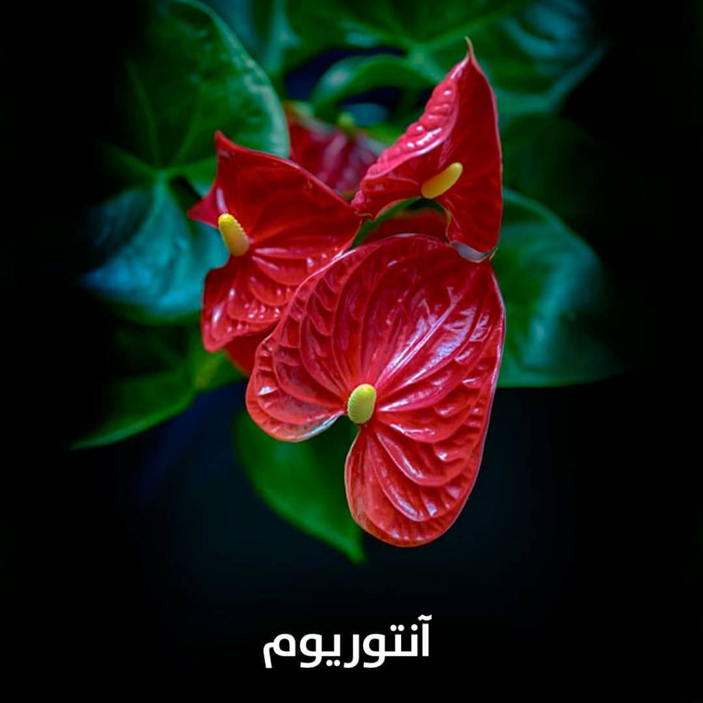 گل آنتوریوم 