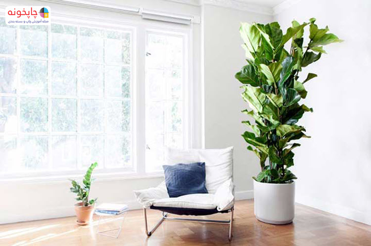عوامل موثر در نگهداری از گیاهان آپارتمانی